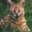 Serval971